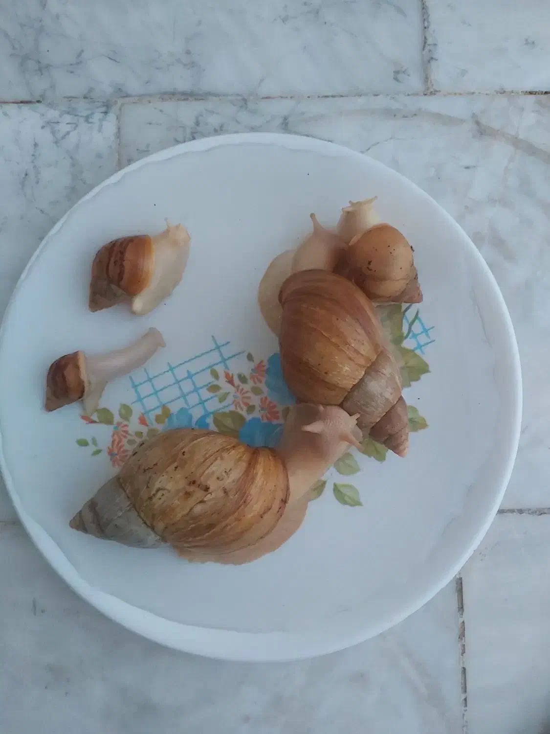 حلزون برای پوستی صاف وزیبا|آرایشی، بهداشتی، درمانی|کنگاور, |دیوار