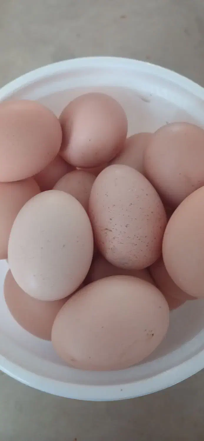 تخم مرغ|خوردنی و آشامیدنی|آبکوه, |دیوار