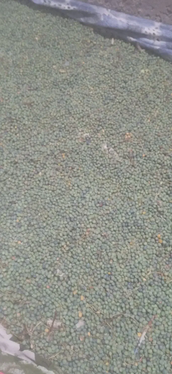 بنه کوهی امسالی|خوردنی و آشامیدنی|تربت‌حیدریه, آبشار|دیوار