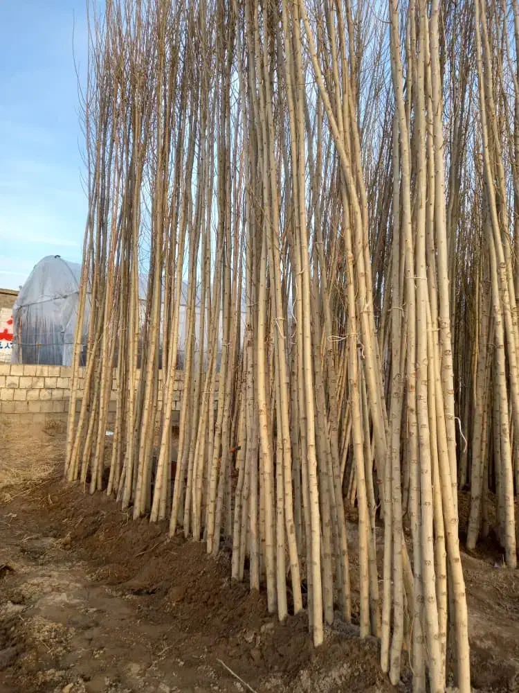 نهالستان انواع نهال صنوبر و بادام و گردو|خدمات باغبانی و درختکاری|خرمآباد, |دیوار