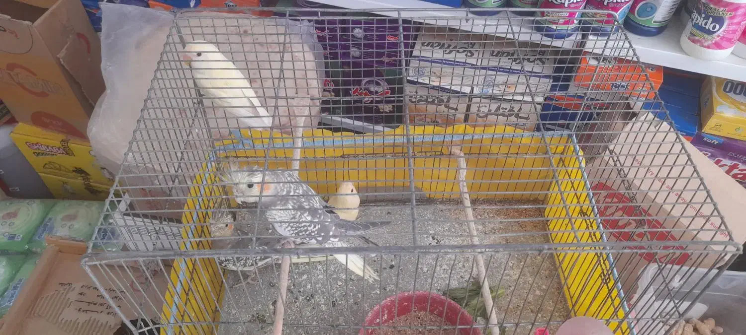 کوتوله و عروس هلندی|پرنده|فارسان, |دیوار