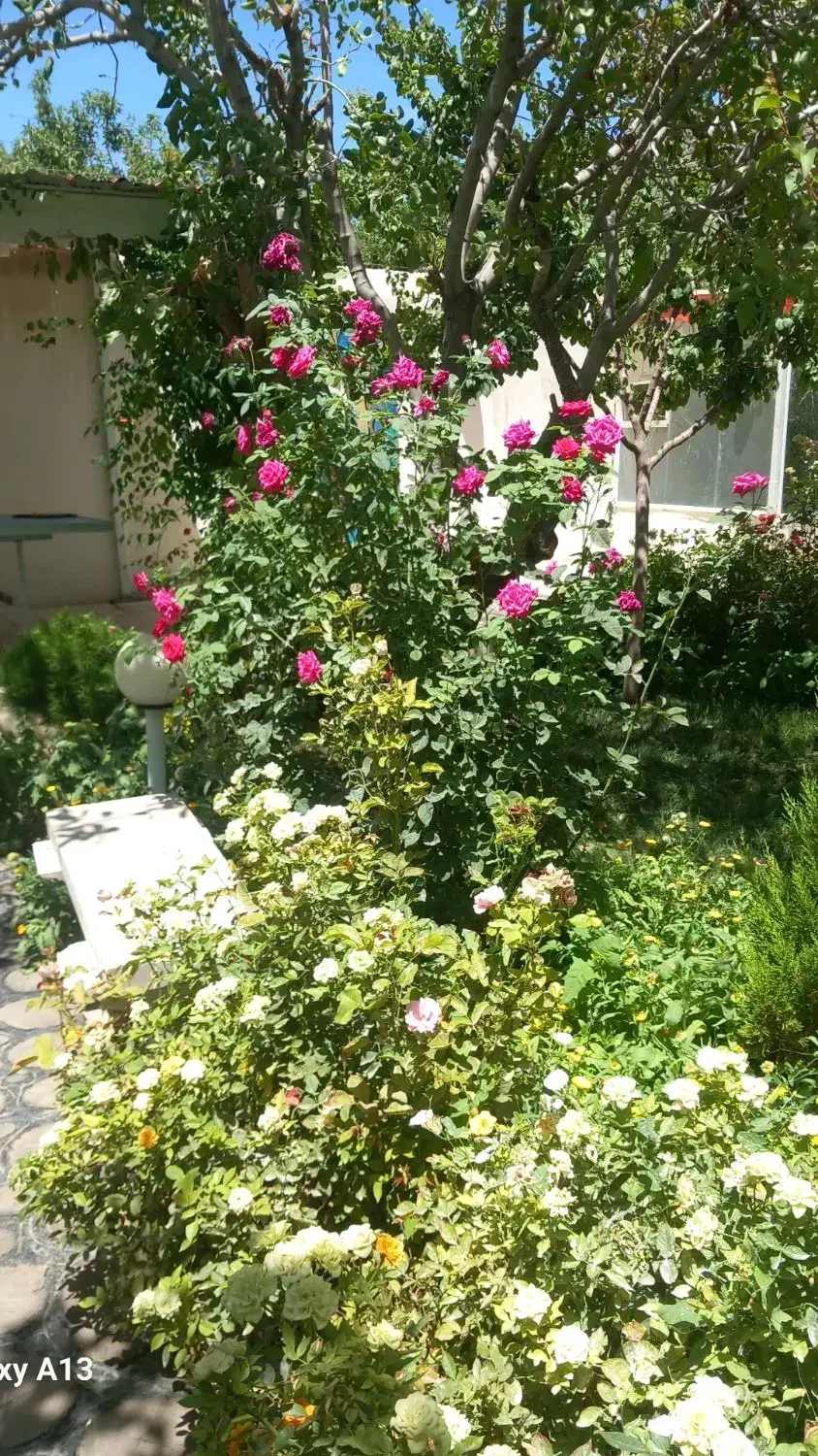 باغ ویلای اجاره ای مروارید بااستخر آبگرم در تربت|اجارهٔ کوتاه‌مدت ویلا و باغ|تربت‌حیدریه, کوی شهید احمدزاده ملکی|دیوار