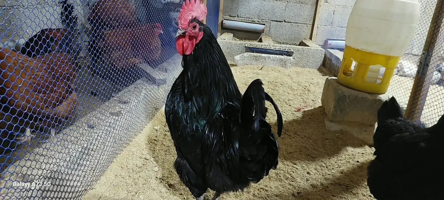 تخم نطفه دار استرالوپ استرالیایی وجوجه استرالوپ|حیوانات مزرعه|کلاچای, |دیوار