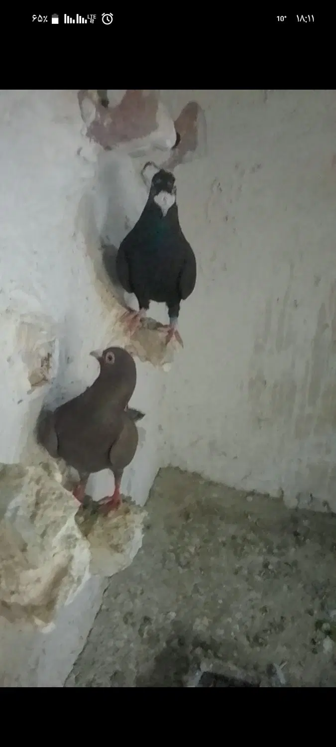 کفتر|پرنده|تربت جام, میان جام|دیوار