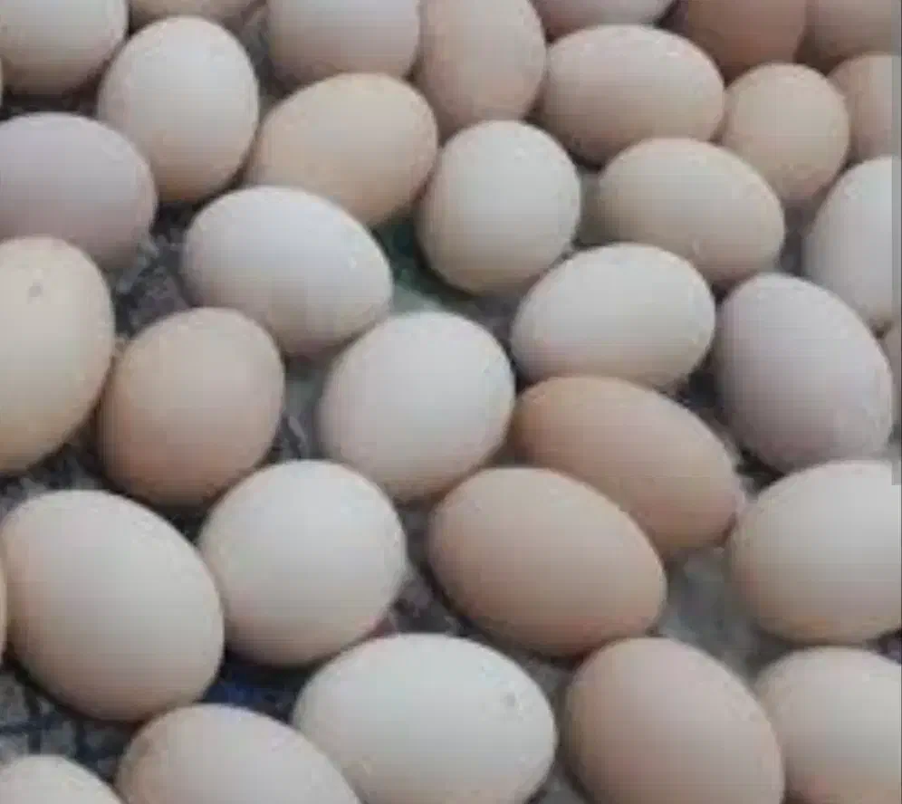 تخم مرغ محلی|خوردنی و آشامیدنی|مهر, |دیوار