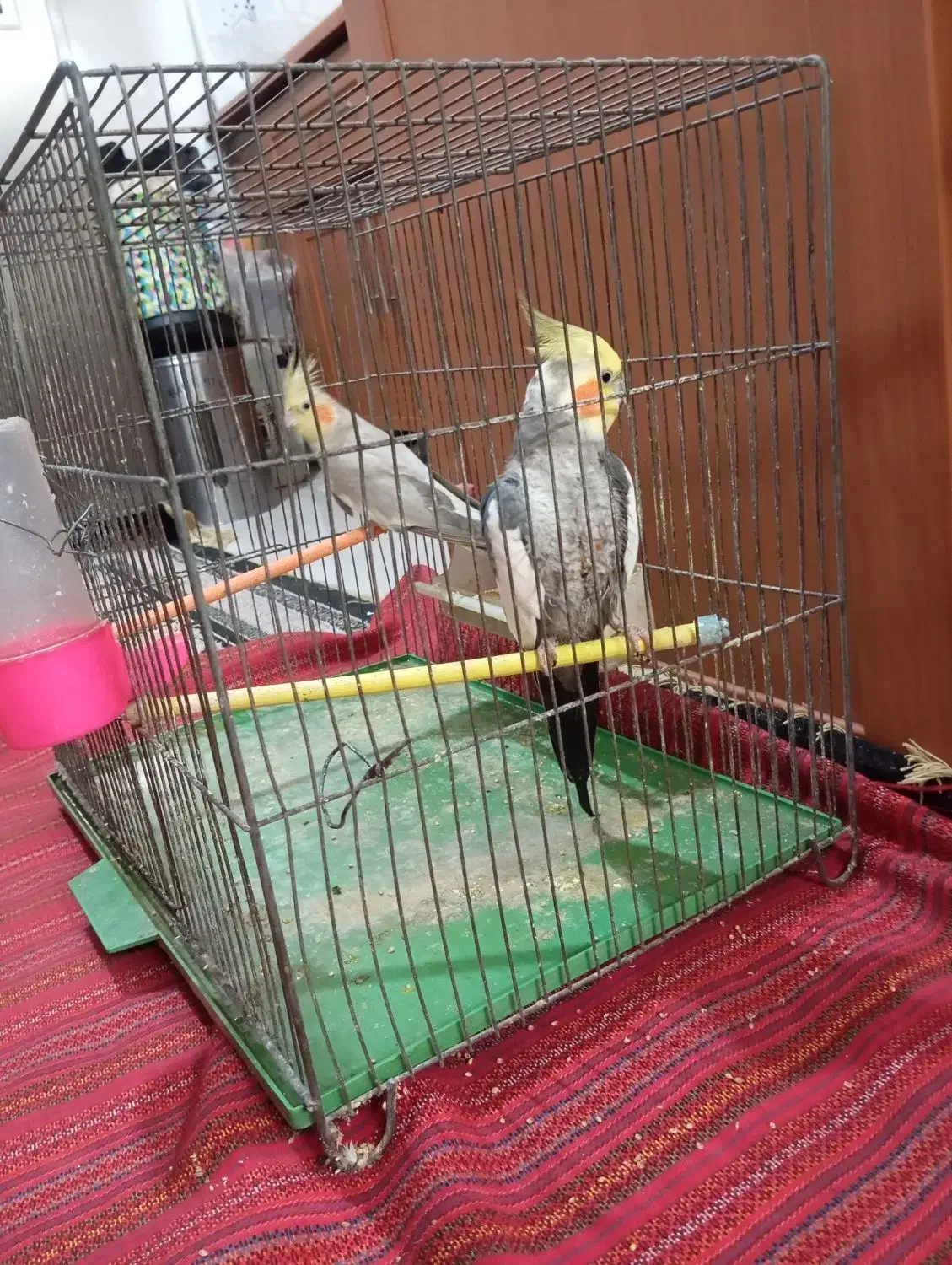 عروس هلندی|پرنده|ری, تقی آباد|دیوار