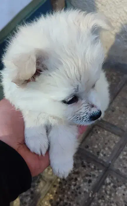 سگ پامرین|سگ|الوند, |دیوار