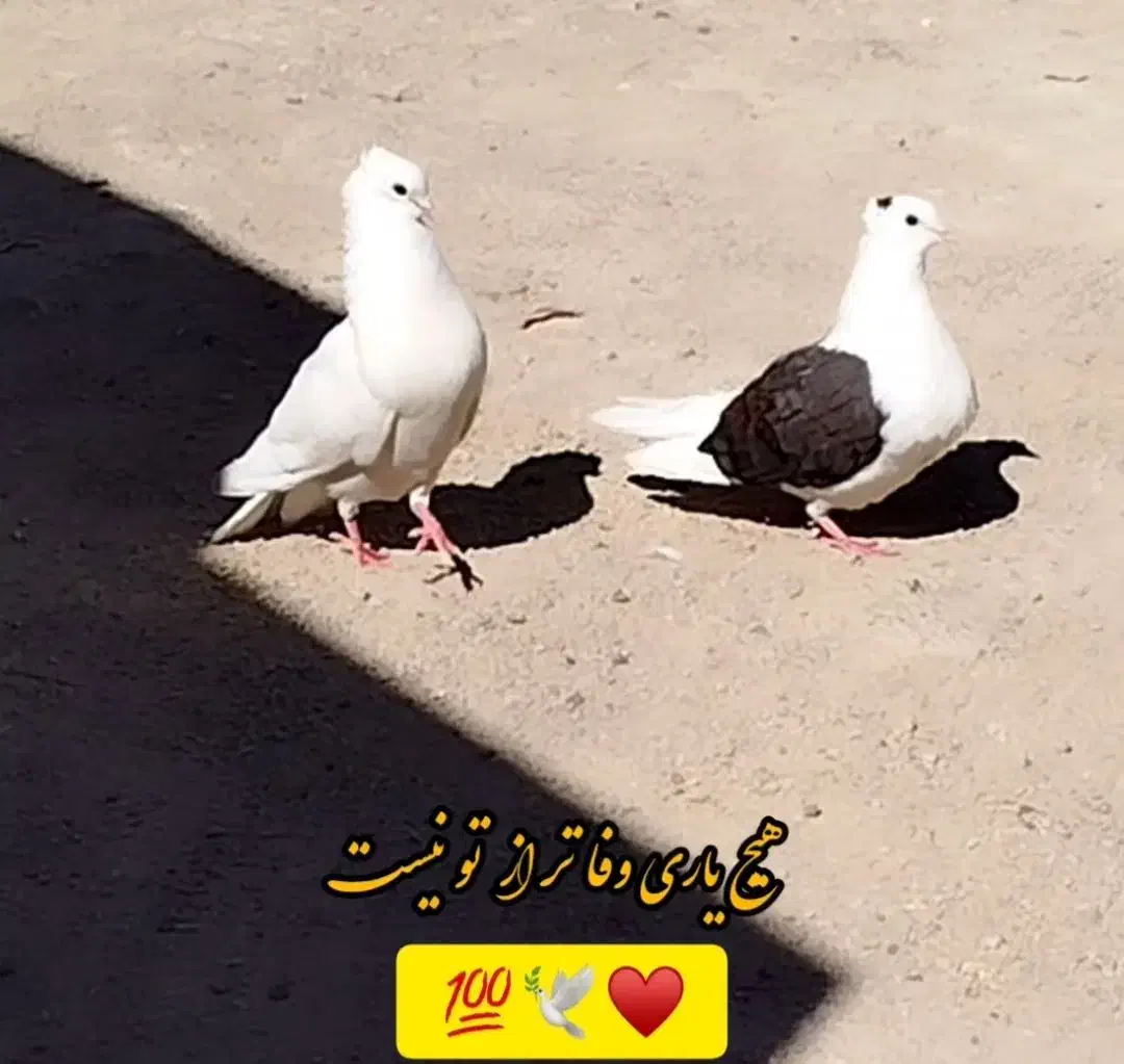 معاوضه کبوتر|پرنده|پلدختر, |دیوار