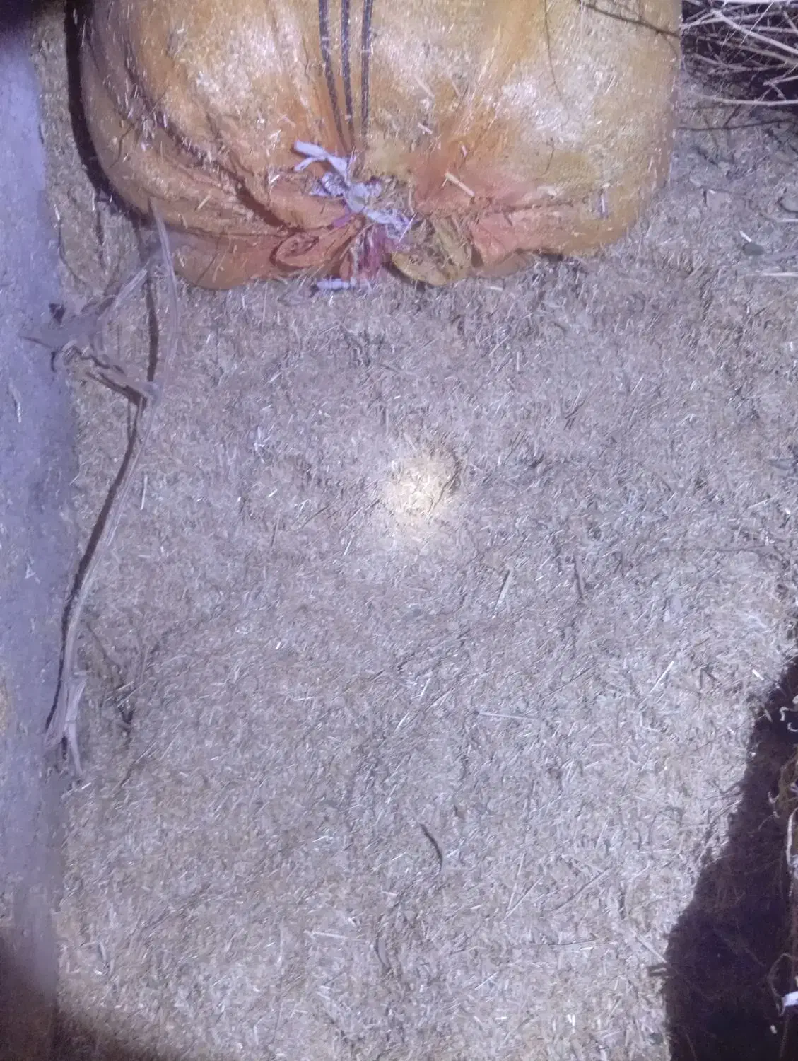 کاه|لوازم جانبی حیوانات|سملقان, |دیوار