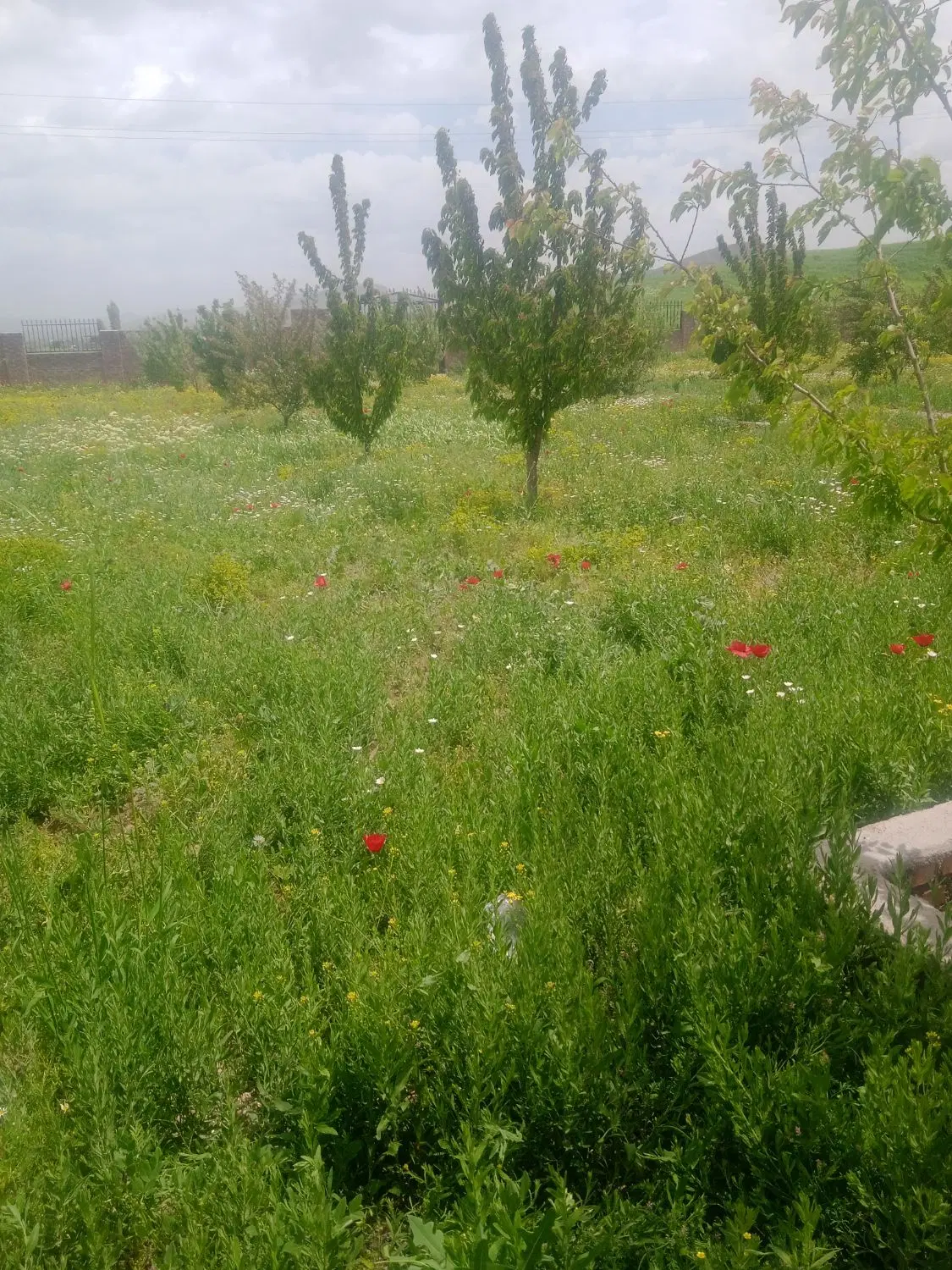 علف|خدمات باغبانی و درختکاری|بوکان, |دیوار