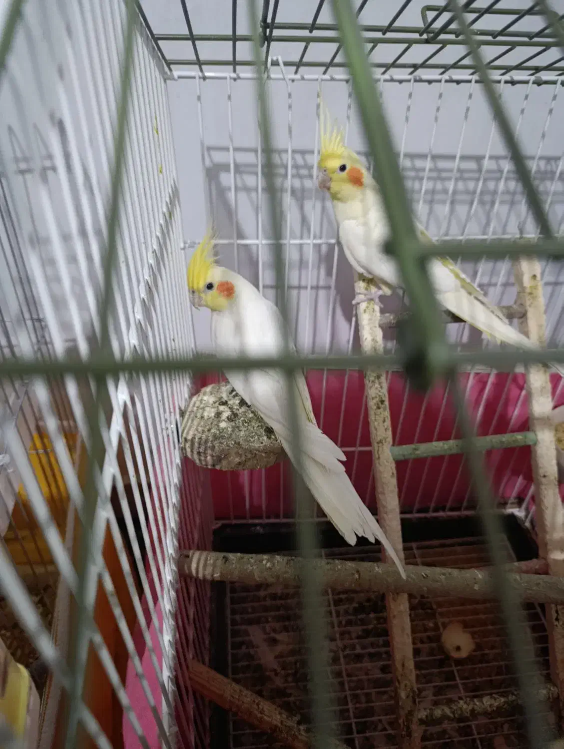 عروس هلندی|پرنده|مرودشت, رامجرد یک|دیوار