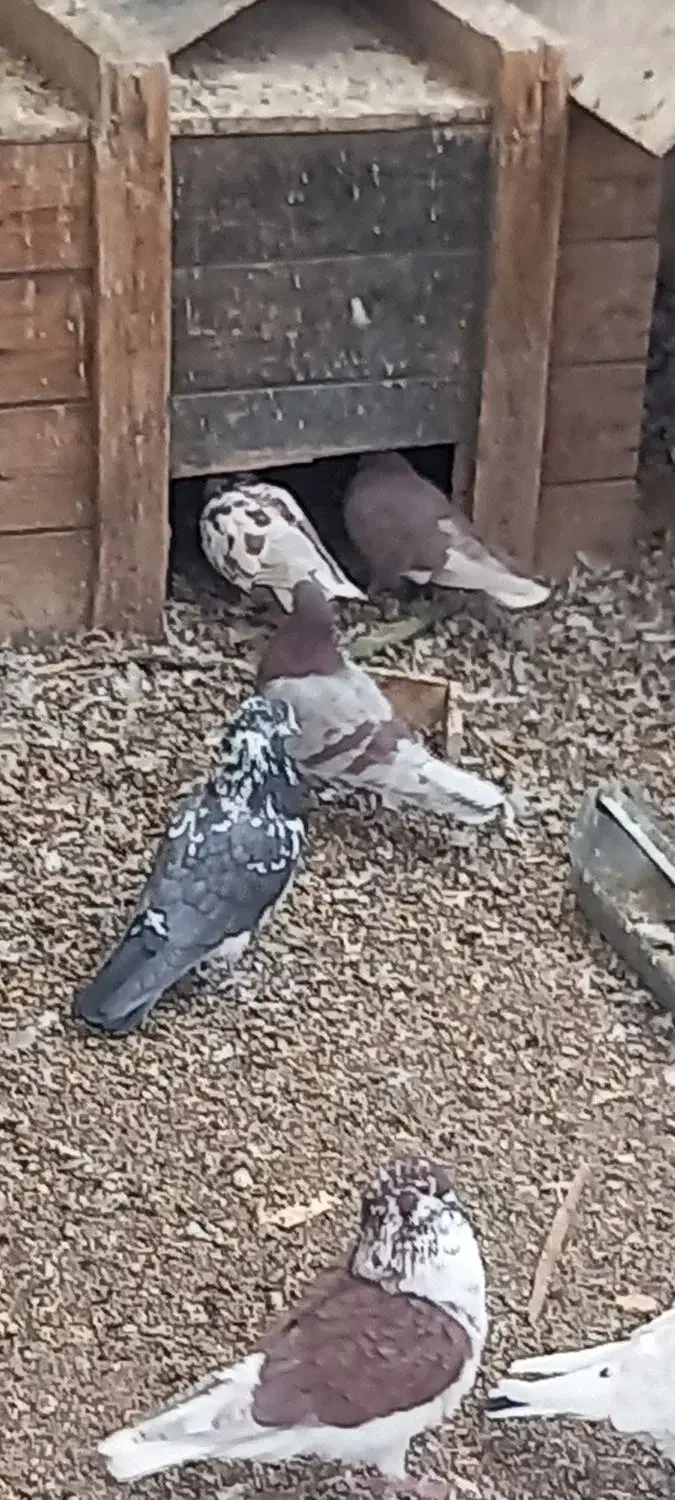 فروش کبوتر پرشی|پرنده|زید آباد, |دیوار