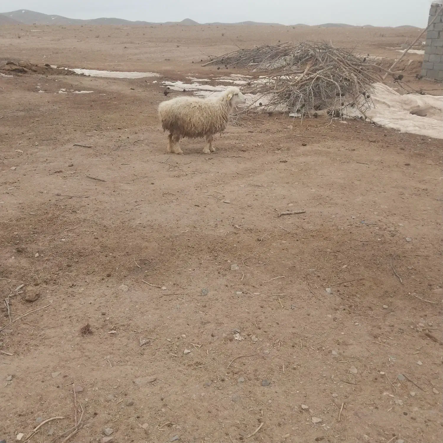 میش فروشی|حیوانات مزرعه|سربیشه, |دیوار