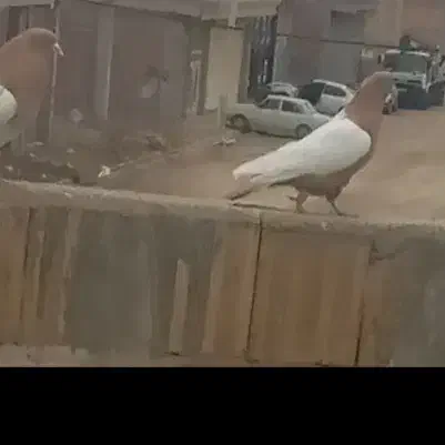 گمشده|حیوانات|میاندوآب, |دیوار