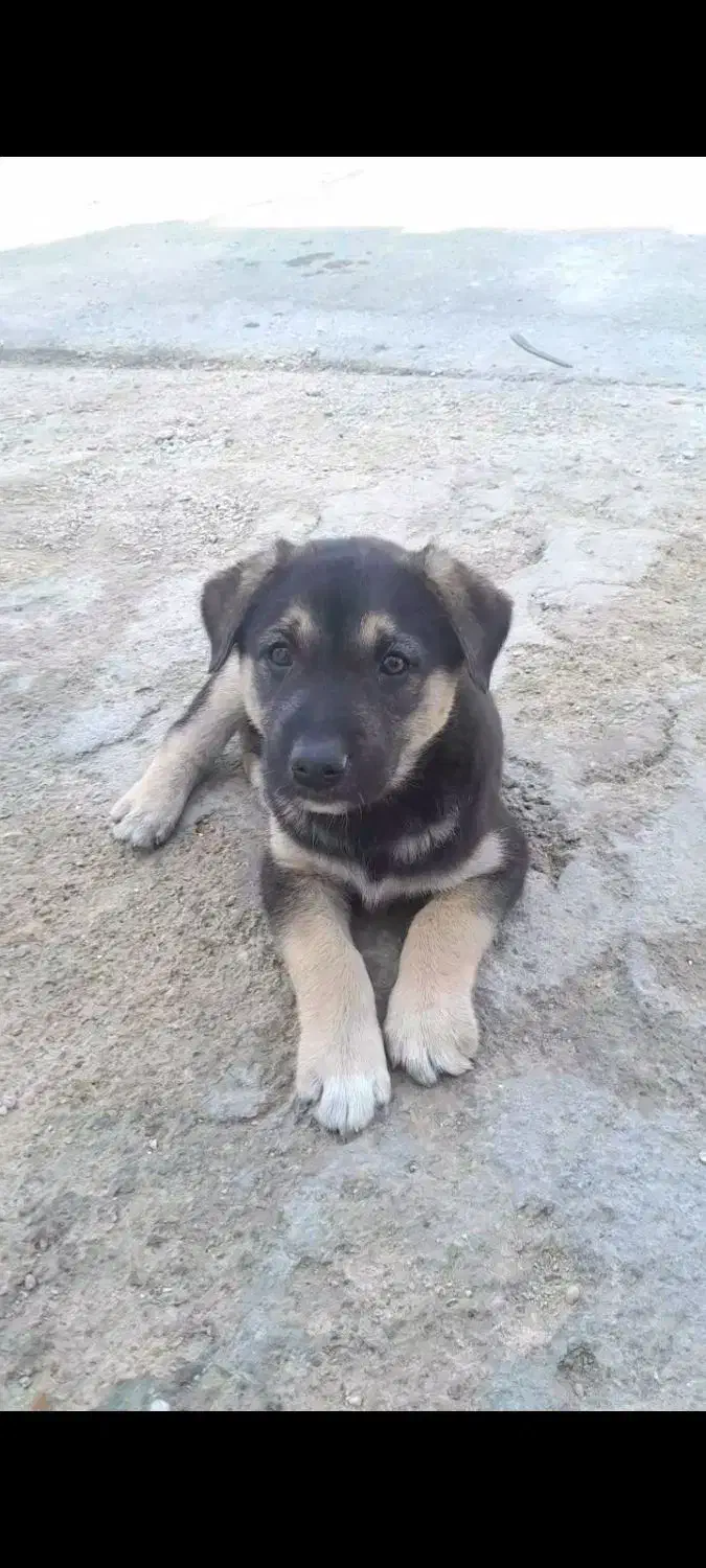 دو عدد سگ دوبرمن برا فروش|سگ|بندر ماهشهر, |دیوار