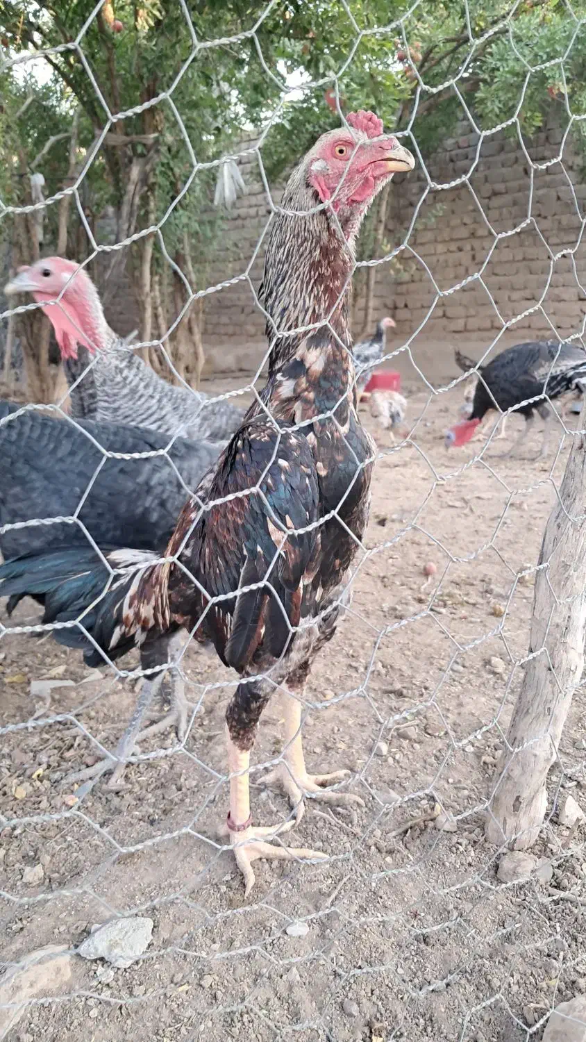 جوجه خروس و مرغ اوشامو|حیوانات مزرعه|تهران, نازیآباد|دیوار