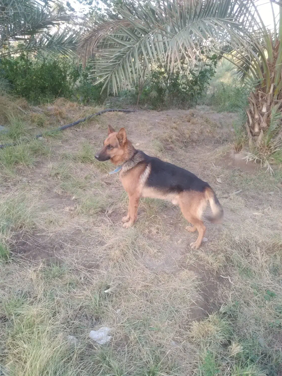 سگ ژرمن نر|سگ|جیرفت, |دیوار