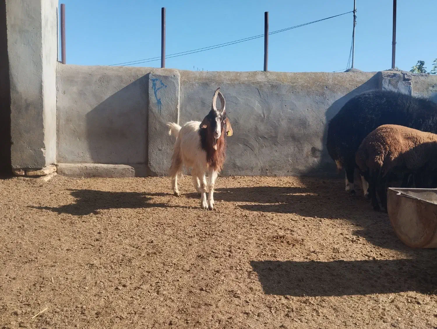 نر بز جوان چوش|حیوانات مزرعه|سیمین شهر, |دیوار