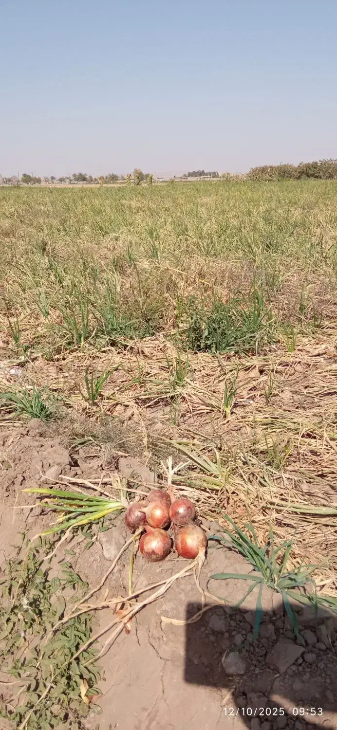 پیاز زرد|خوردنی و آشامیدنی|جوین, |دیوار