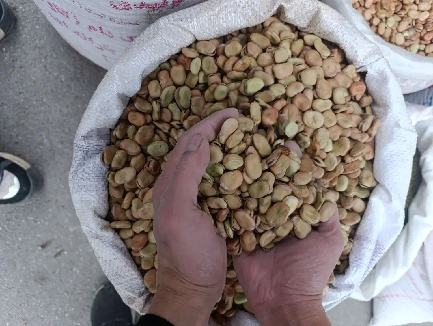 باقللا خوراکی|خدمات باغبانی و درختکاری|آستانه اشرفیه, |دیوار