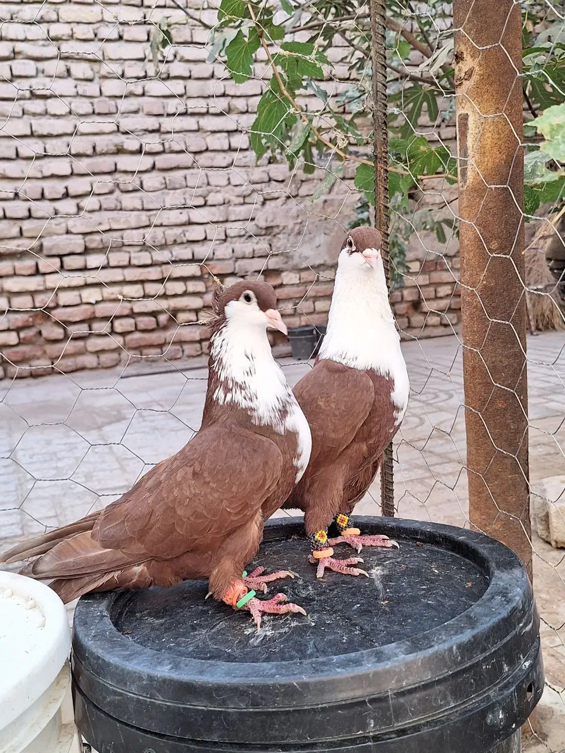 کفتر کبوتر کرواتی کرباتی|پرنده|مه ولات, |دیوار