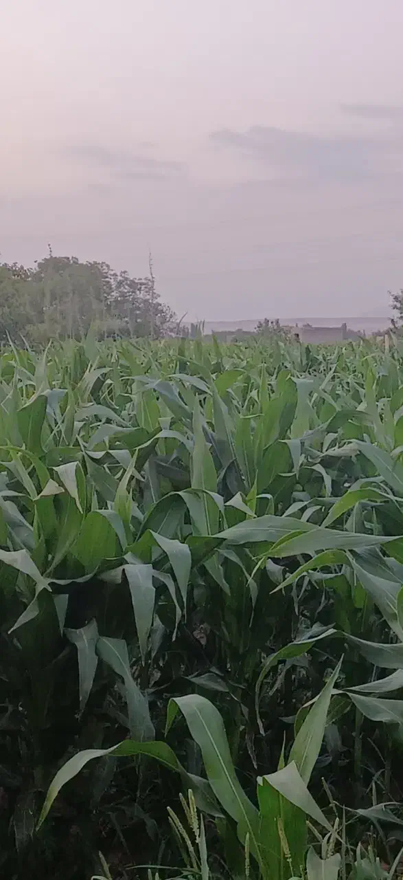 اجاره یک قطعه زمین کشاورزی به متراژ یک هکتار|اجارهٔ دفتر صنعتی، کشاورزی، تجاری|لیلان, |دیوار