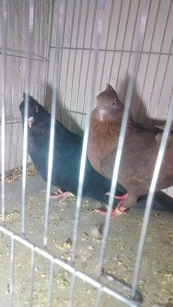 کبوتر|پرنده|جیرفت, |دیوار