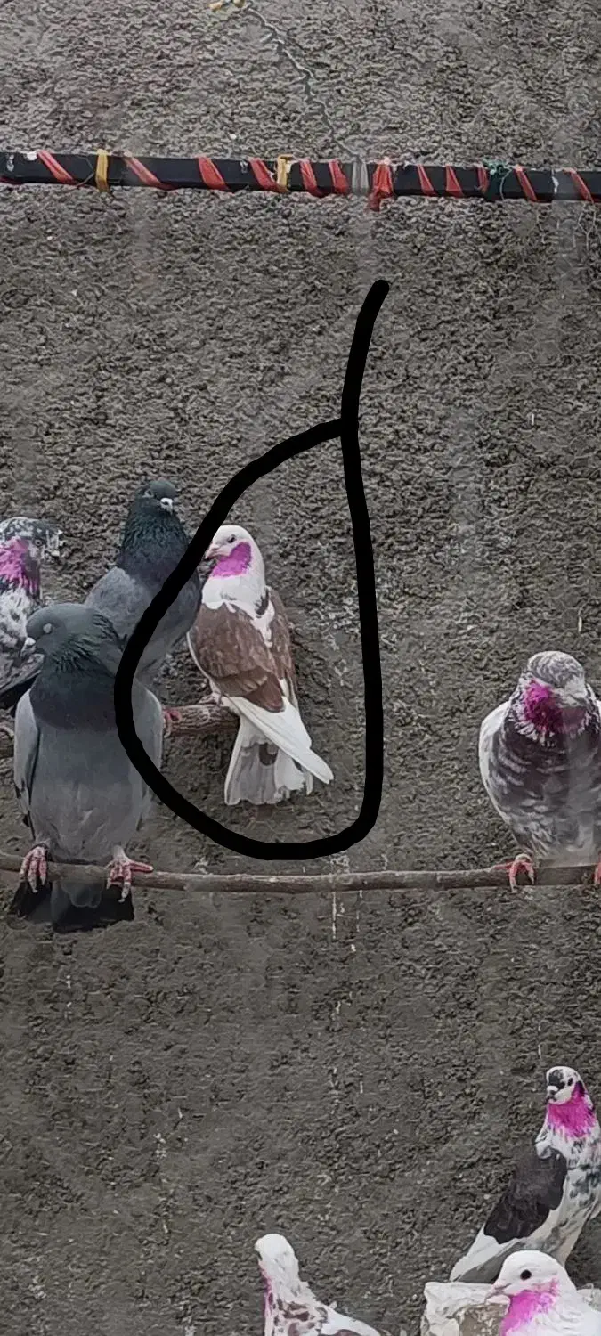 گمشده|پرنده|تهران, تختی|دیوار