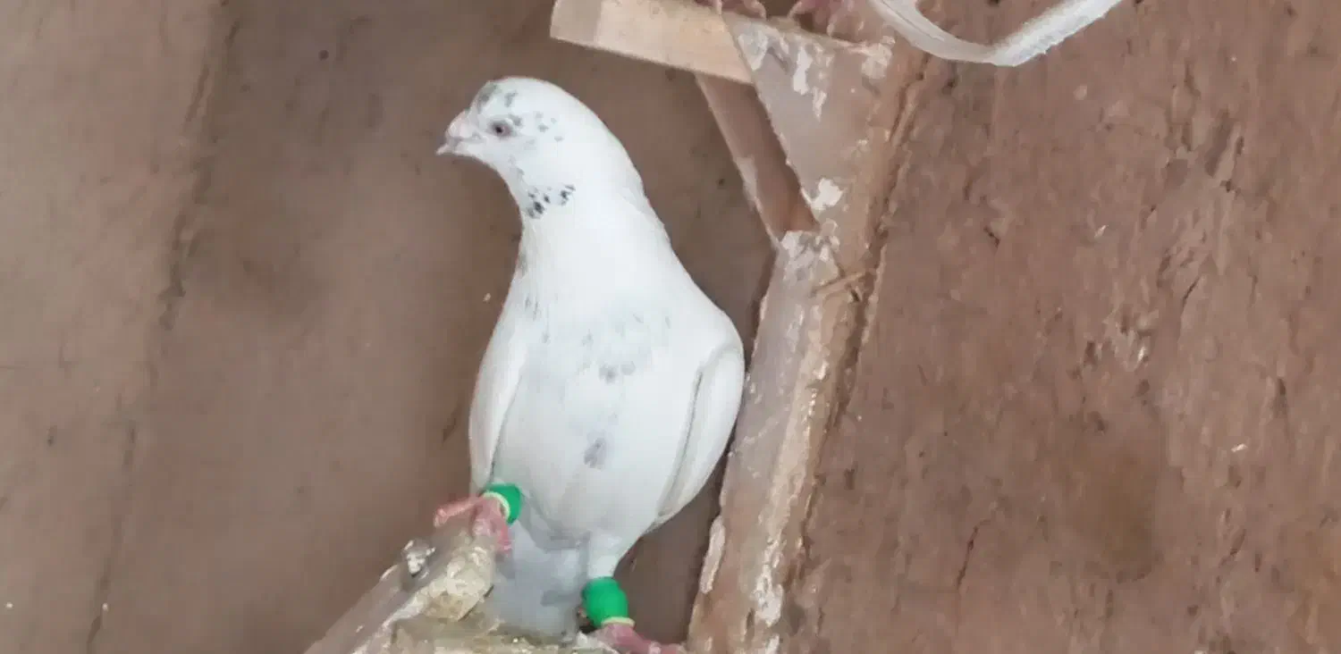 کفتر|پرنده|شیراز, صاحب الزمان|دیوار