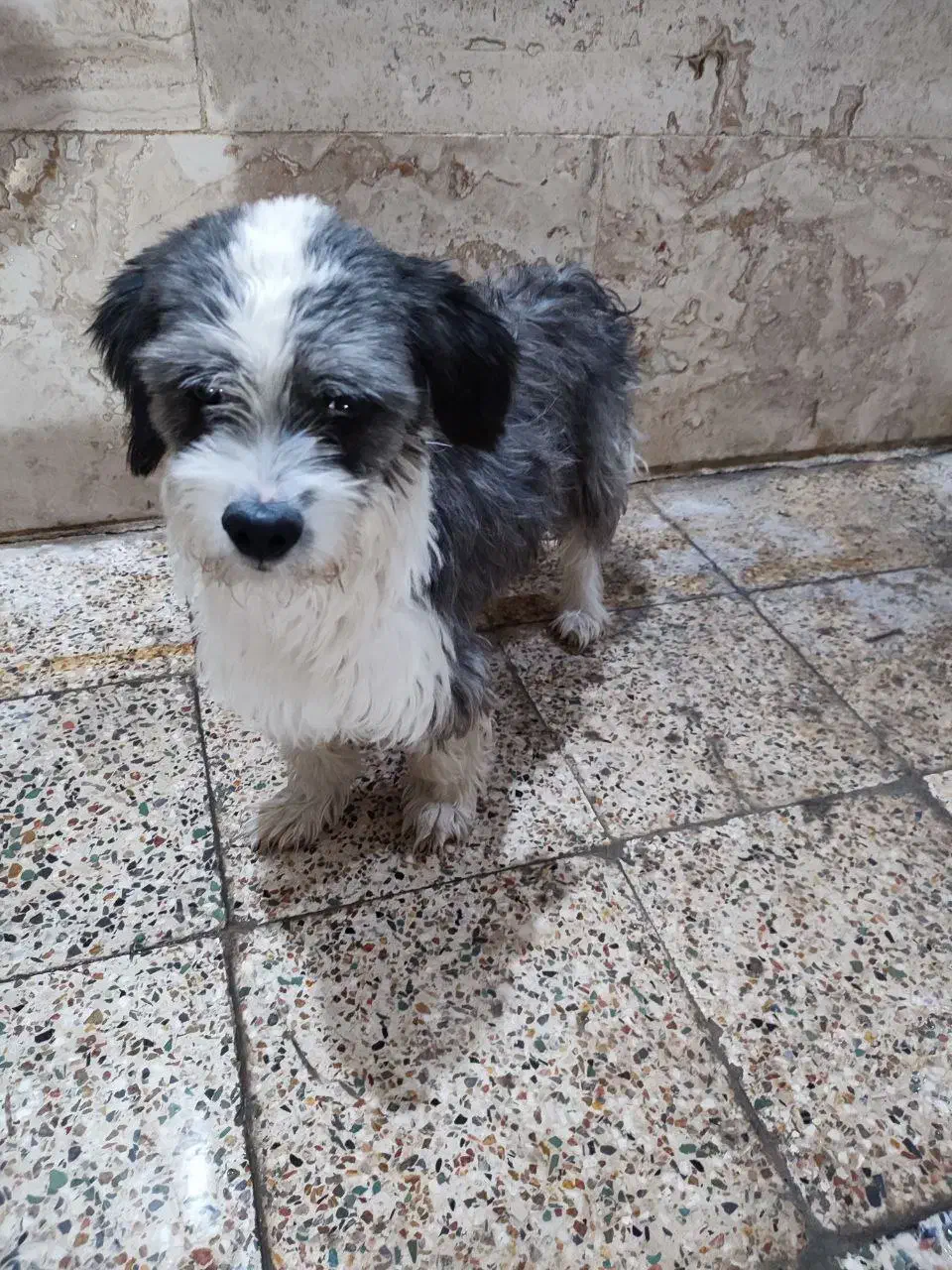 سگگ|سگ|خرم‌آباد, |دیوار