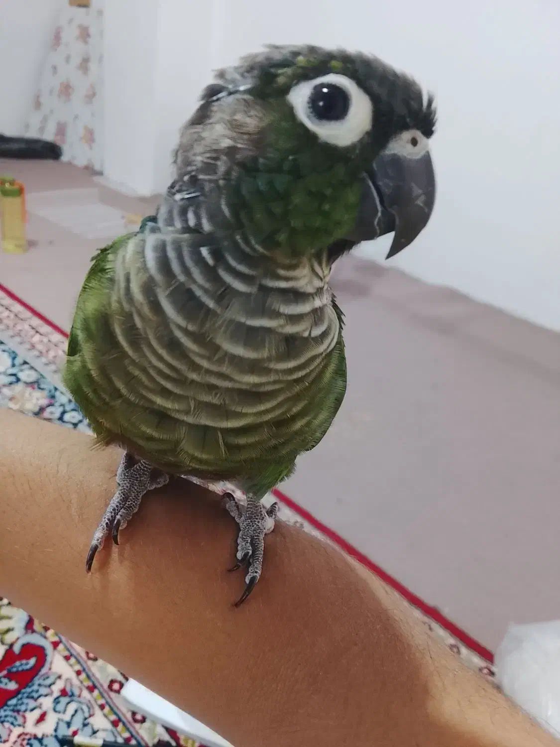 طوطی گرینچیک باهوش وآموزش دیده با جلیقه پرواز|پرنده|جویبار, |دیوار