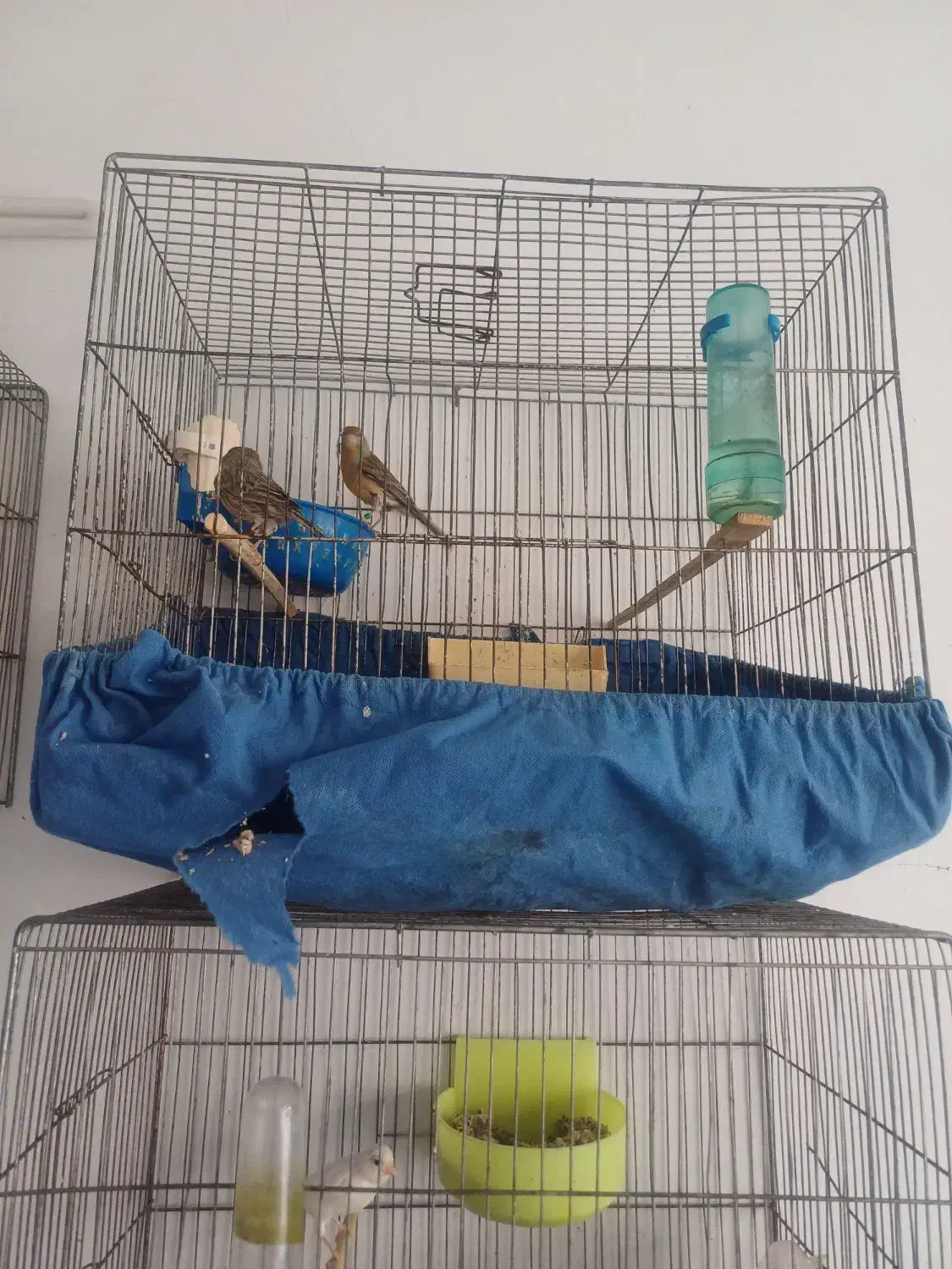 قناری|پرنده|بروجرد, |دیوار