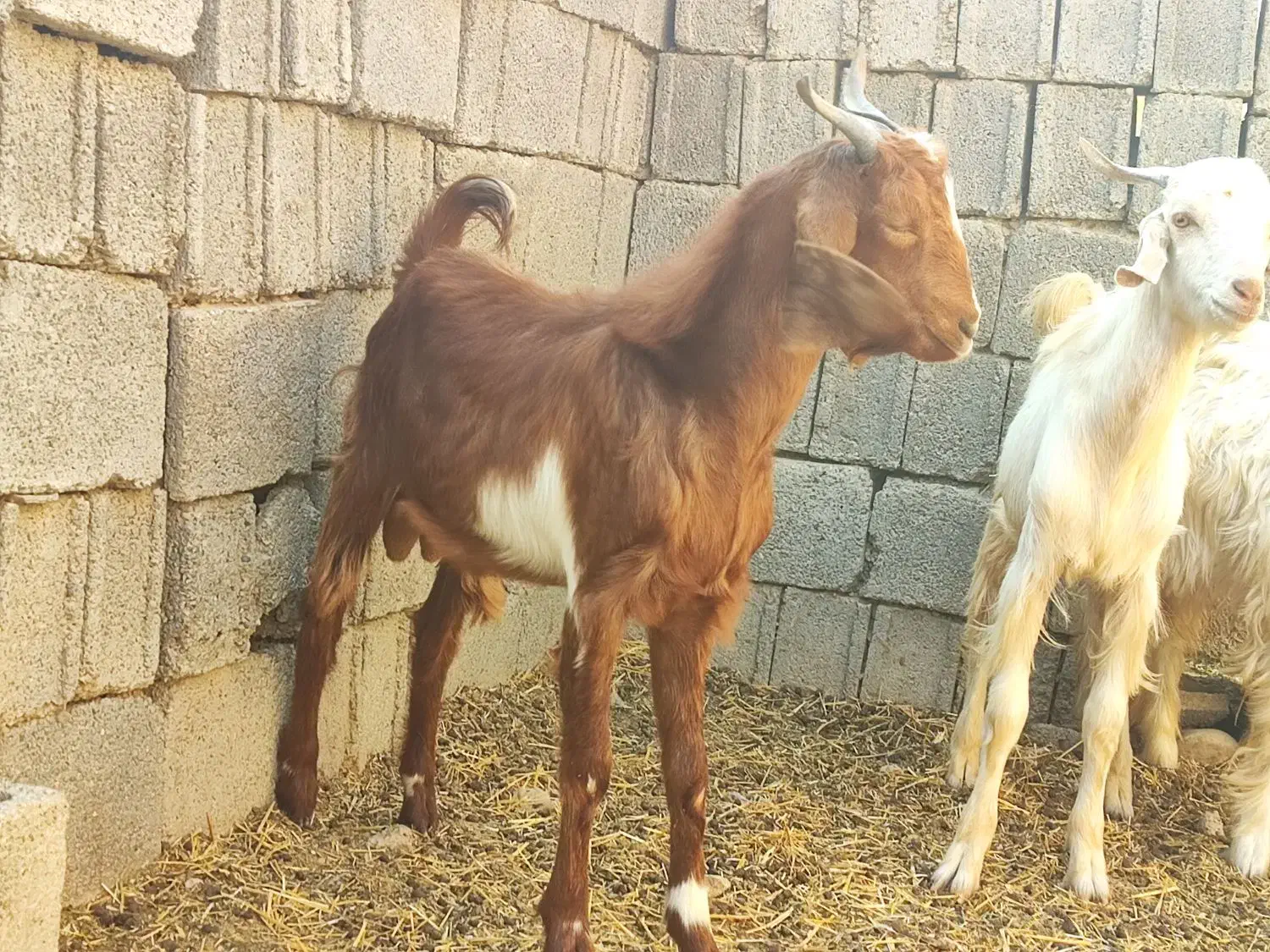 کهره نر|حیوانات مزرعه|وحدتیه, |دیوار