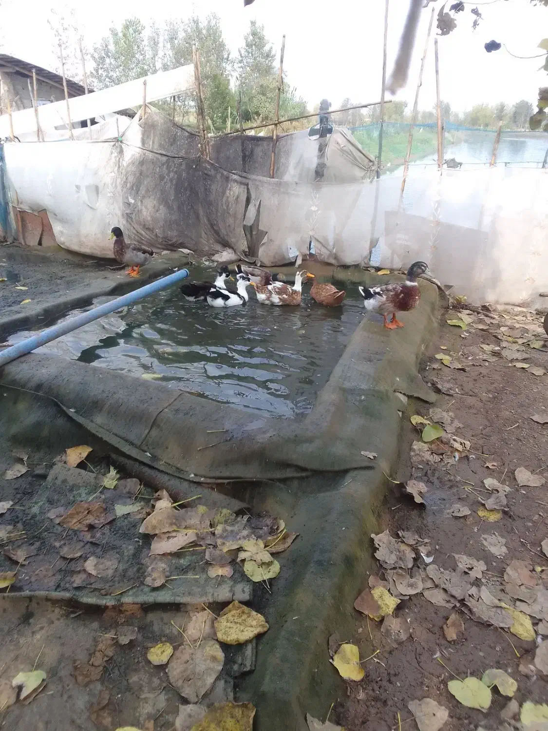 خروس لهستانی|حیوانات مزرعه|سنگر, |دیوار