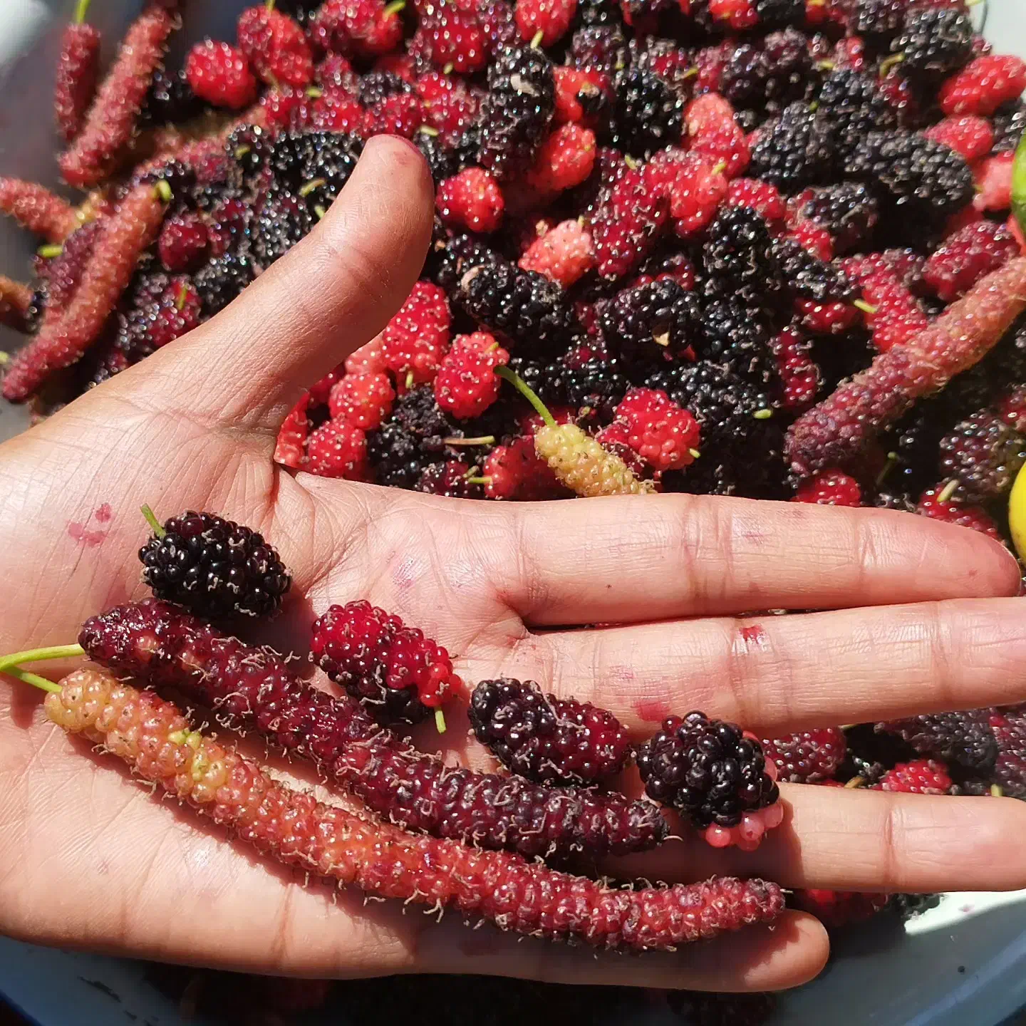 نهالستان سینا(تولید کننده نهال استوایی و گرمسیری)|گل و گیاه طبیعی|میناب, |دیوار