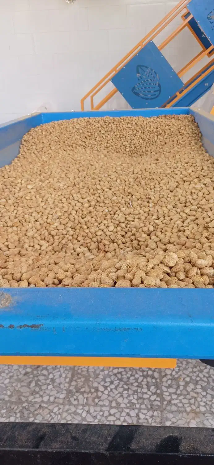 خریداربادام بصورت نقدی به بالاترین قیمت روز|خدمات باغبانی و درختکاری|ارزوئیه, |دیوار