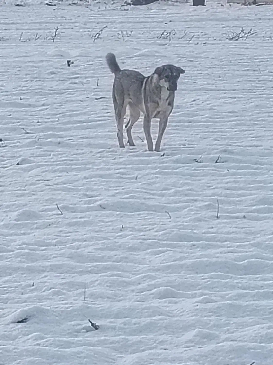 سگ پژدر ماده|سگ|سقز, |دیوار