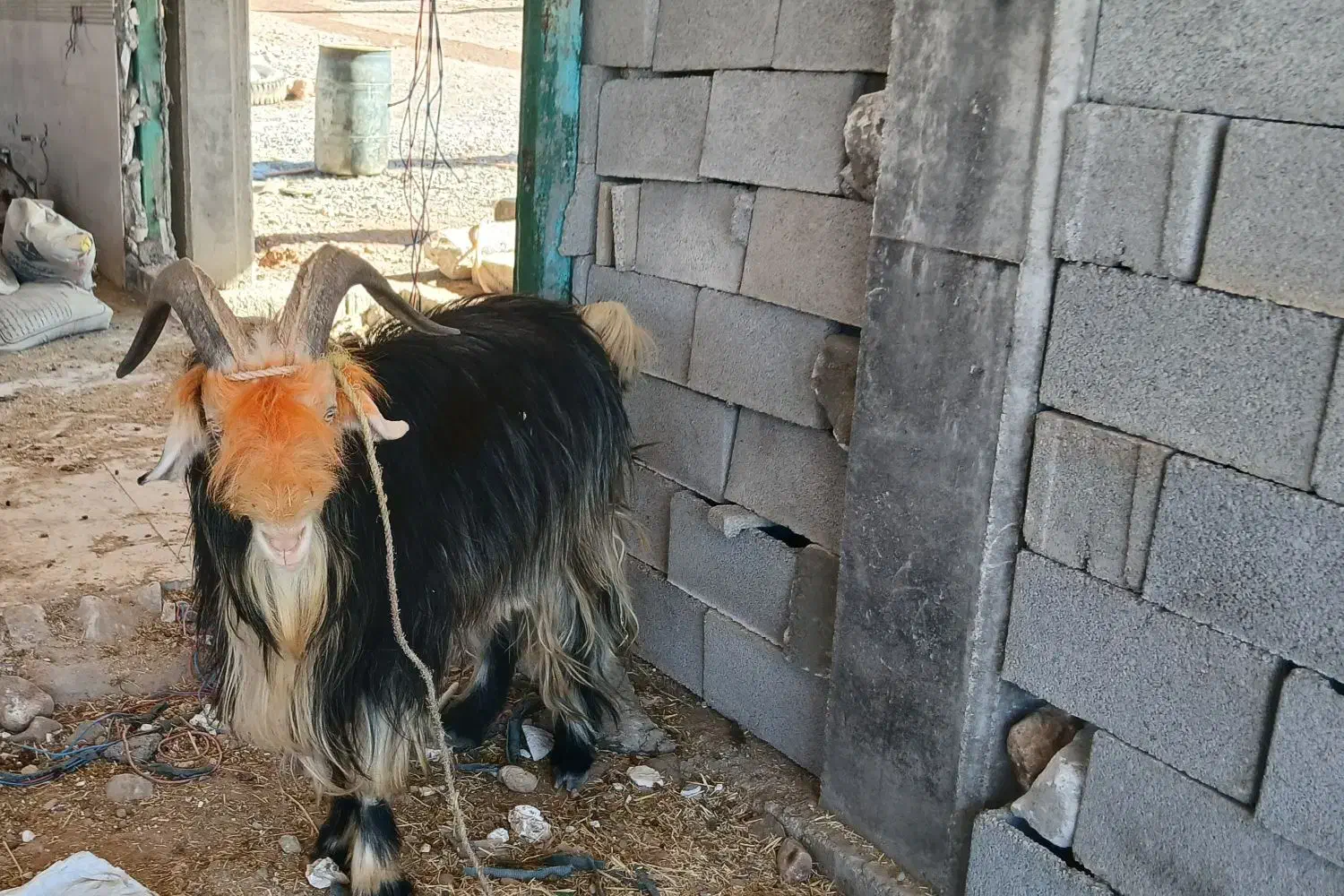 1راس بهده تخمی بر دوم|حیوانات مزرعه|اندیکا, |دیوار