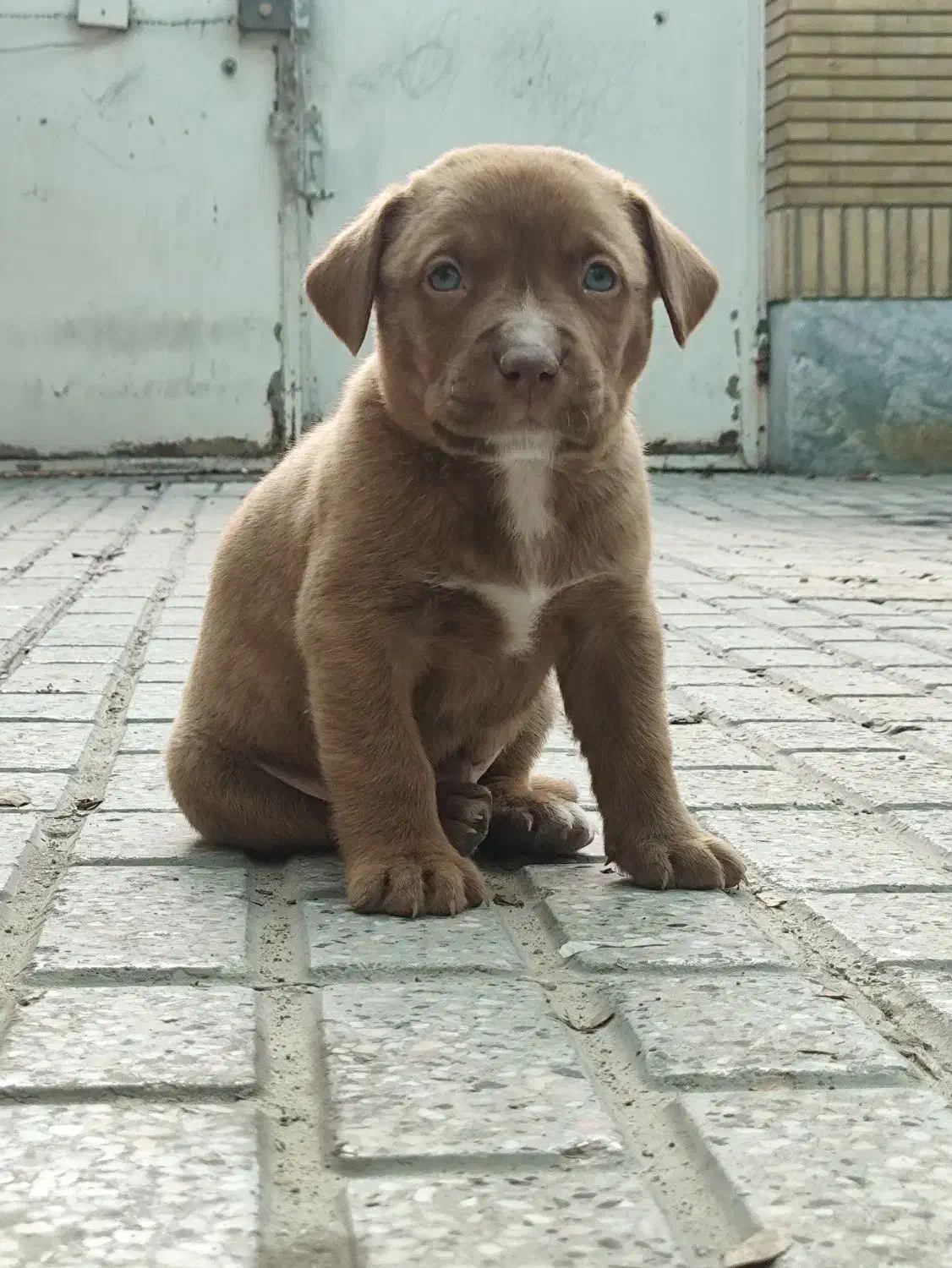 پیتبول ، پیت بول|سگ|مشهد, زیبا شهر|دیوار