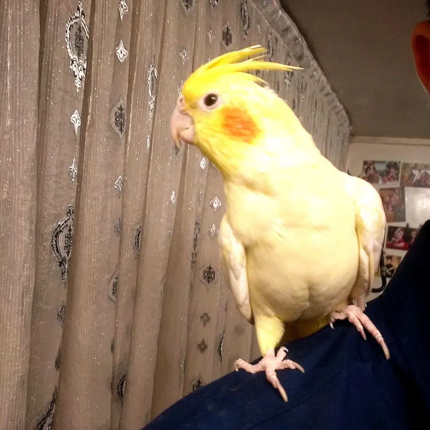 یک جفت عروس هلندی لوتینو مولد|پرنده|مشهد, گلبرگ شمالی|دیوار