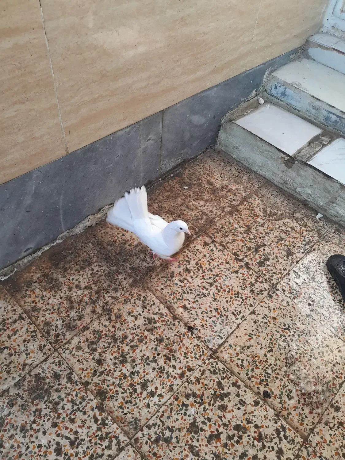 کفتر دم چتری|پرنده|اهواز, منبع اب|دیوار