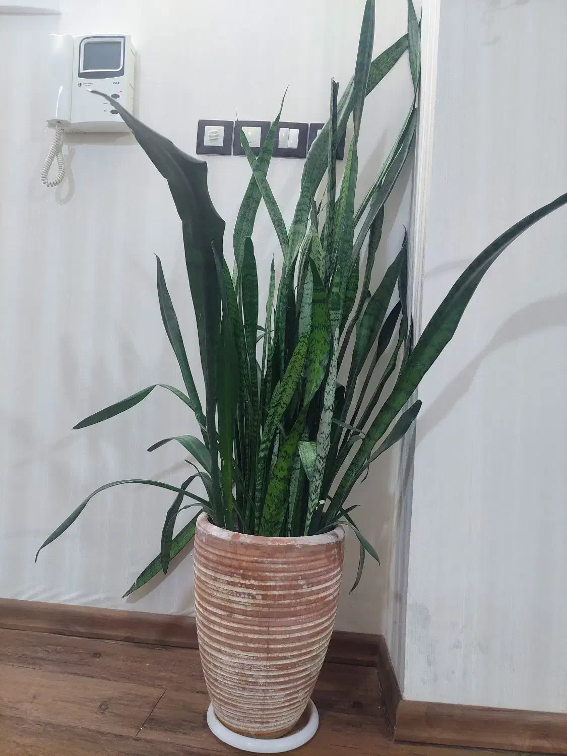 گل سانسوریا|گل و گیاه طبیعی|بجنورد, |دیوار