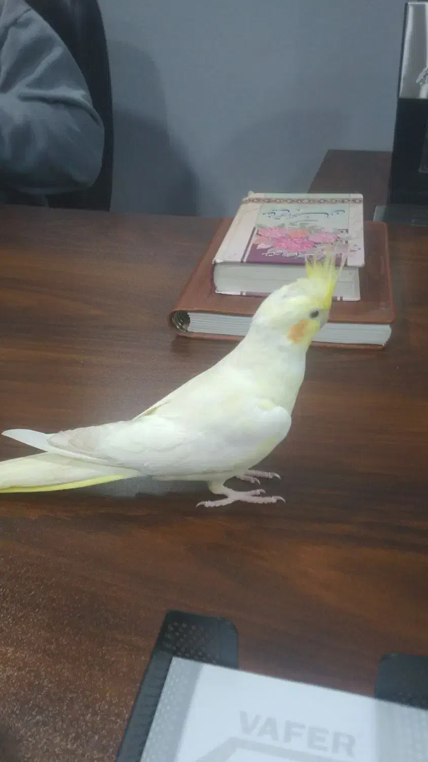 عروس هلندی ماده دستی مرغ مینا ماده ۱۴ کلمه حرف|پرنده|هشتگرد, شهرک ولیعصر (مصلی)|دیوار