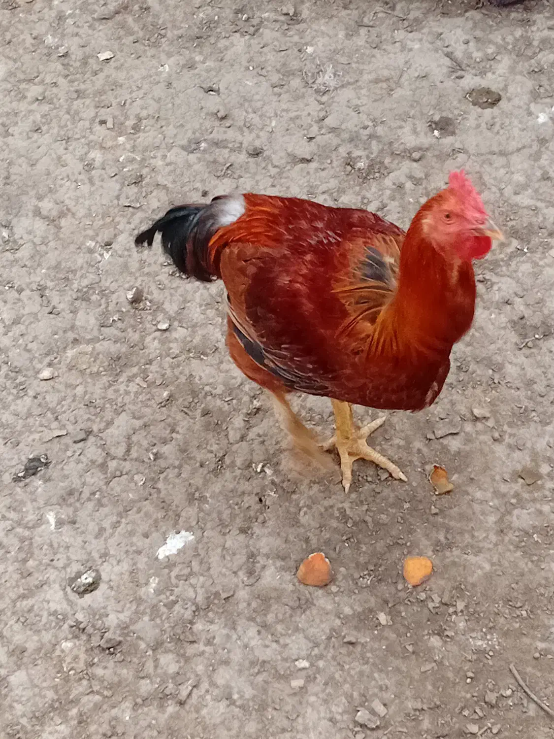 حنایی خروس ،غاز|حیوانات مزرعه|قائم‌شهر, |دیوار