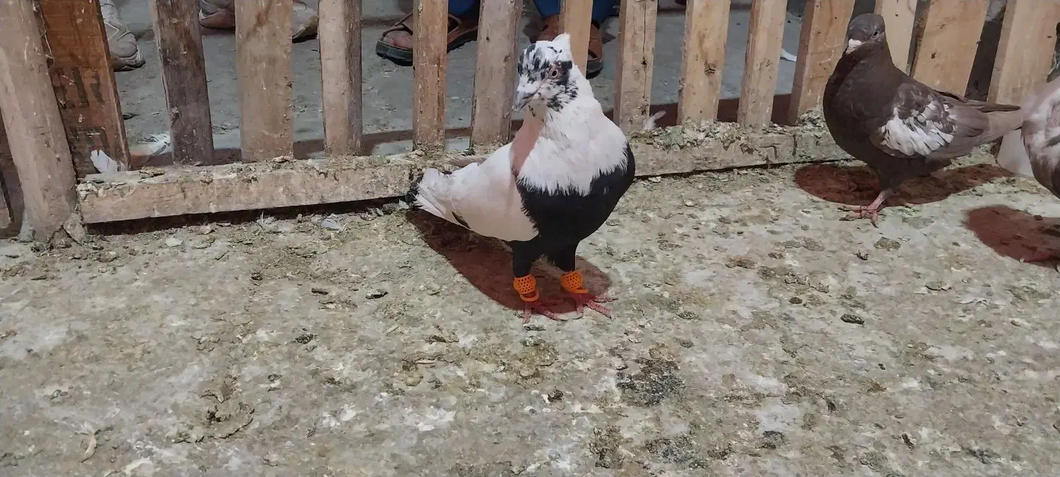 کفتر دم سیاه نر|پرنده|سوسنگرد, |دیوار