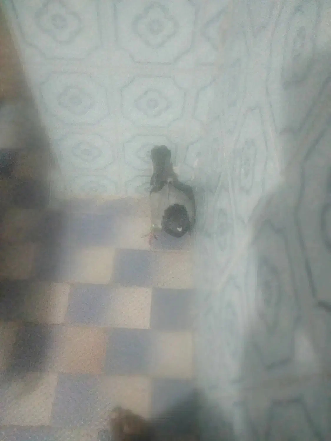 کبوتر گردنش سبز|پرنده|گزیک, |دیوار