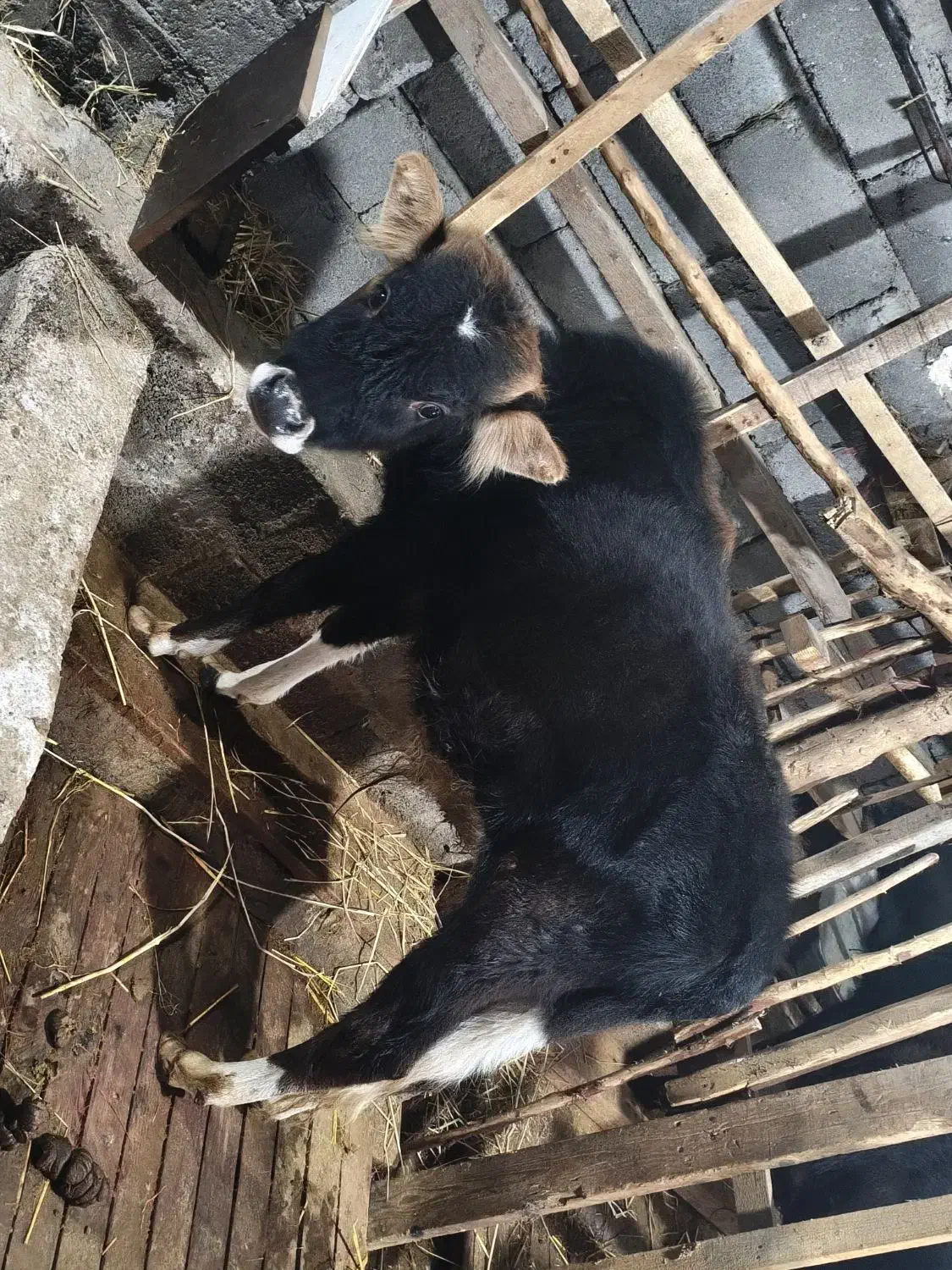 فروش ورزا|حیوانات مزرعه|لشت نشا, |دیوار