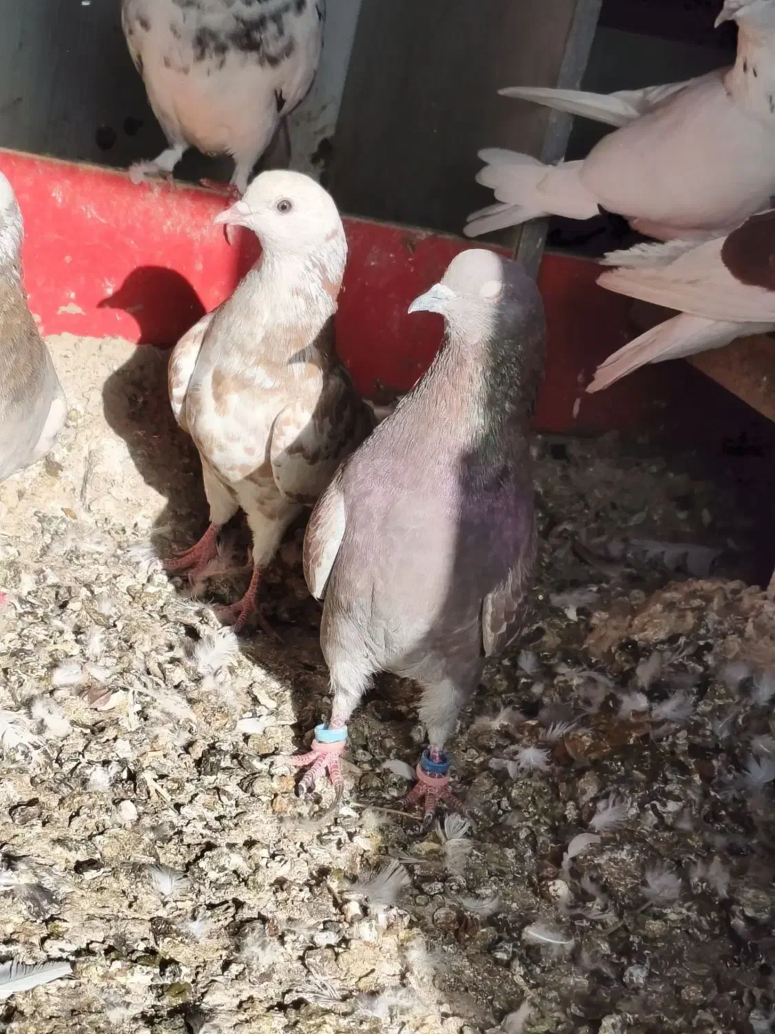 تعدادی تهرانی معاوضه با شهرستانی|پرنده|شریف‌آباد, |دیوار