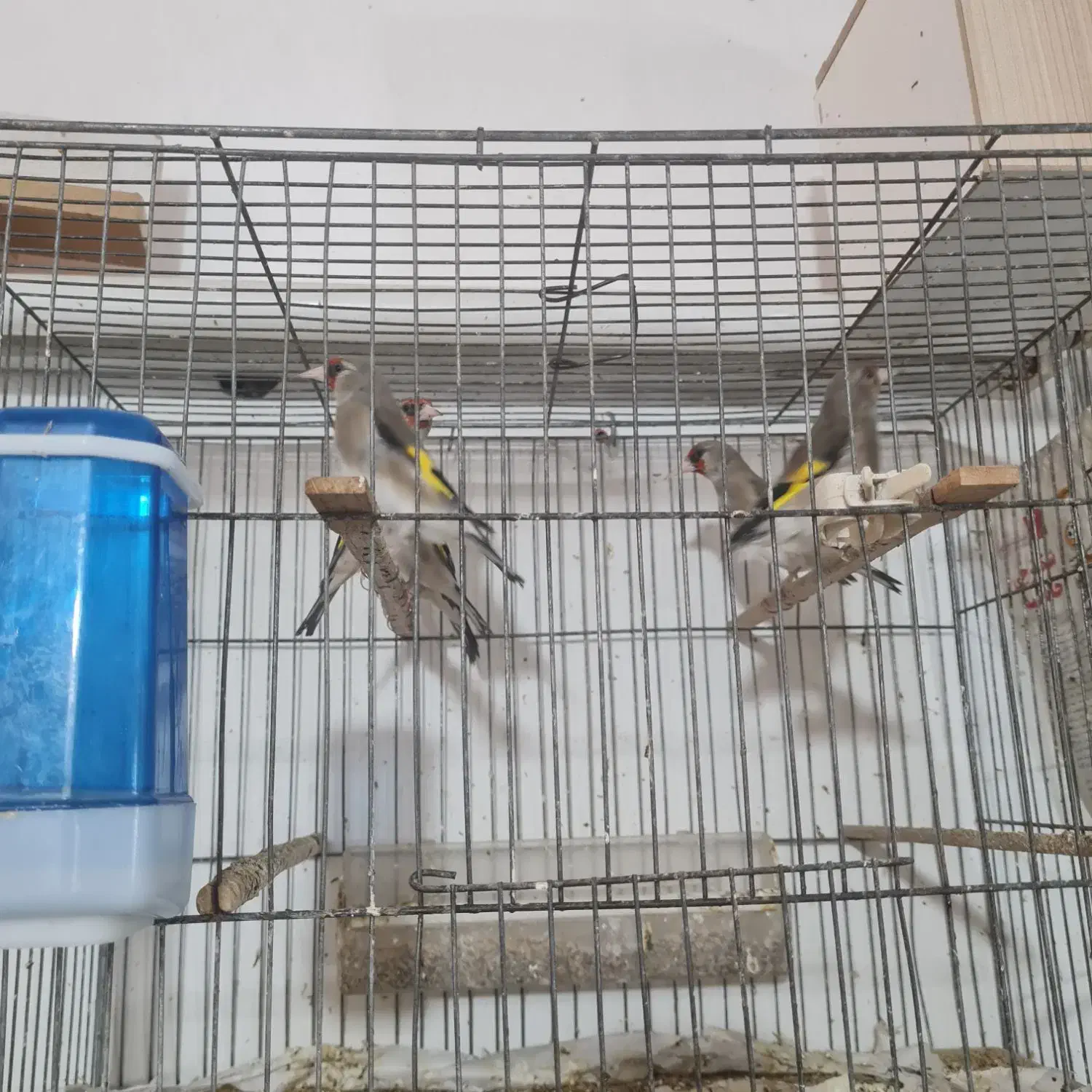 سهره درجه ۱|پرنده|یزد, |دیوار