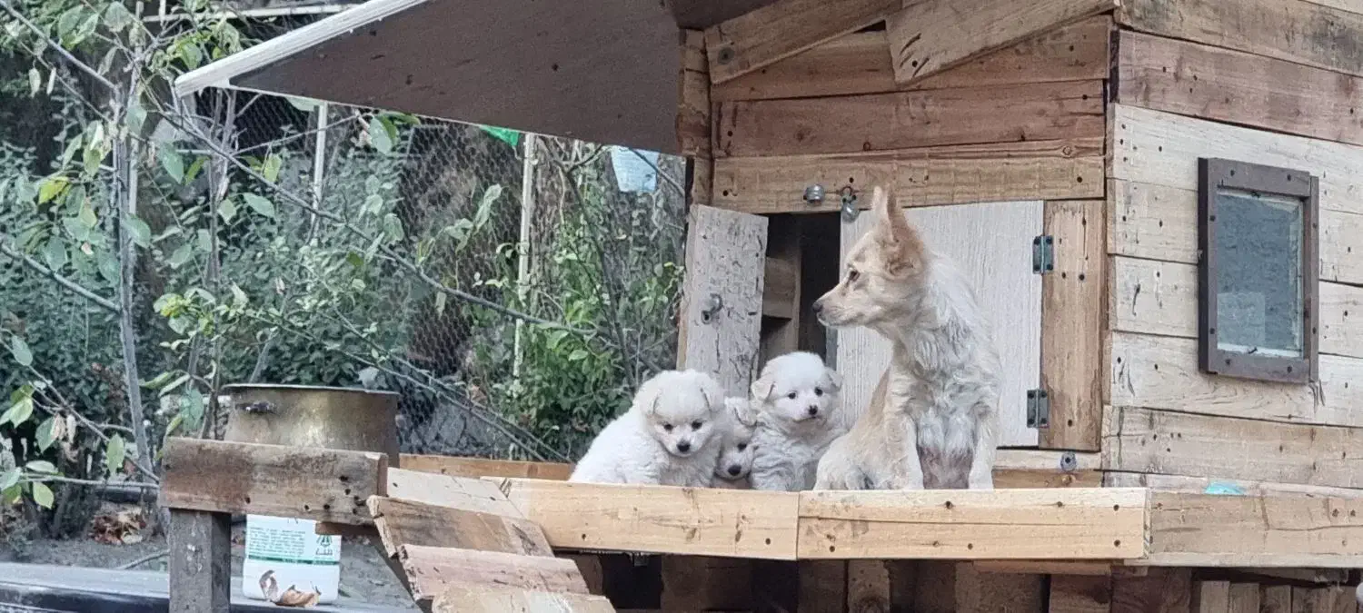 نژاد پامر جیبی و پامر معمولی|سگ|کرج, اسلامآباد|دیوار